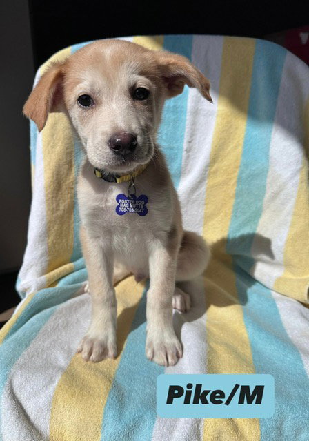 Pike, an adoptable Shepherd in Hillside, IL