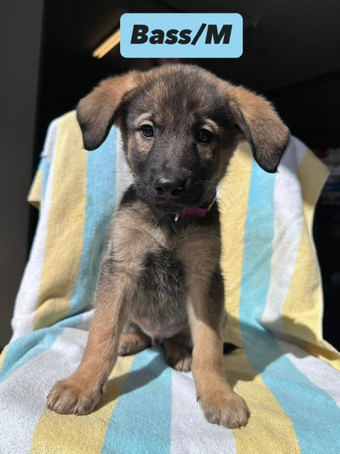 Bass, an adoptable Shepherd in Hillside, IL