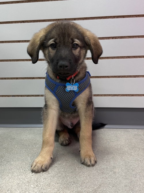 Bass, an adoptable Shepherd in Hillside, IL