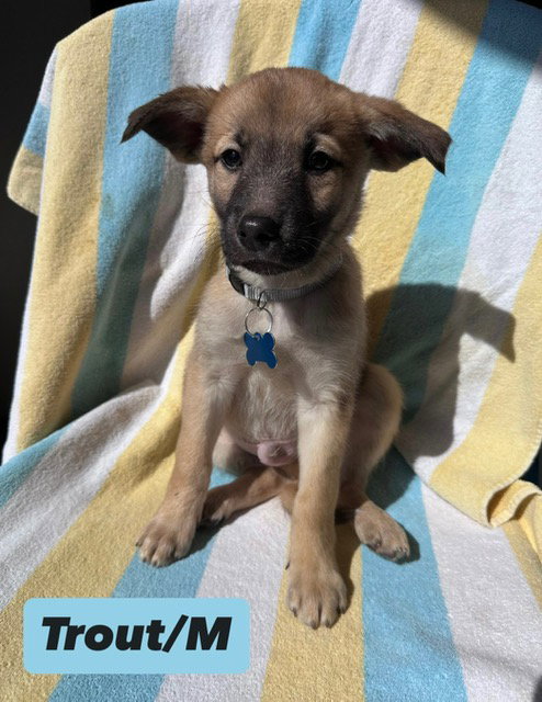 Trout, an adoptable Shepherd in Hillside, IL