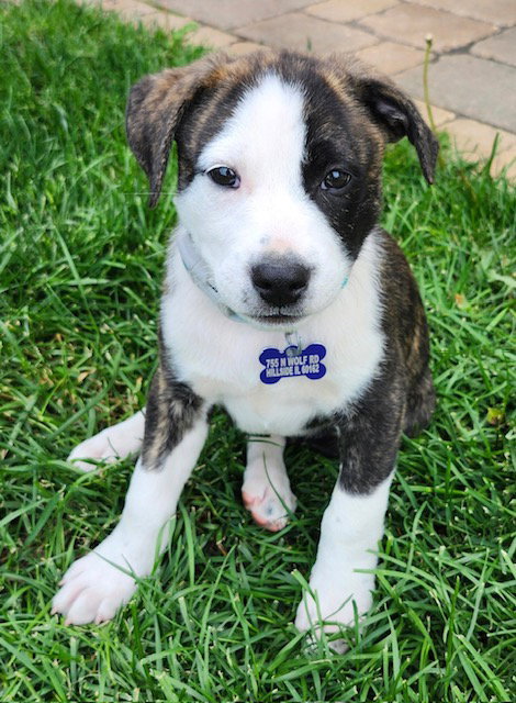 Ribeye, an adoptable Labrador Retriever in Hillside, IL