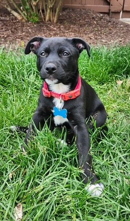 Filet, an adoptable Labrador Retriever in Hillside, IL