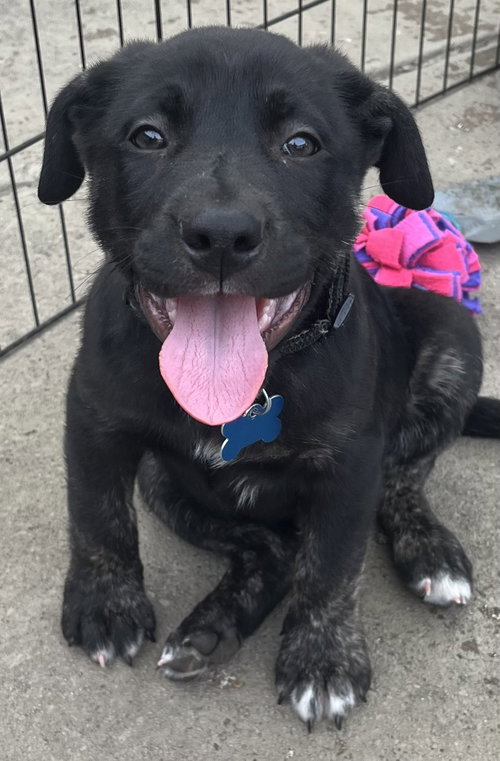 Porterhouse, an adoptable Labrador Retriever in Hillside, IL
