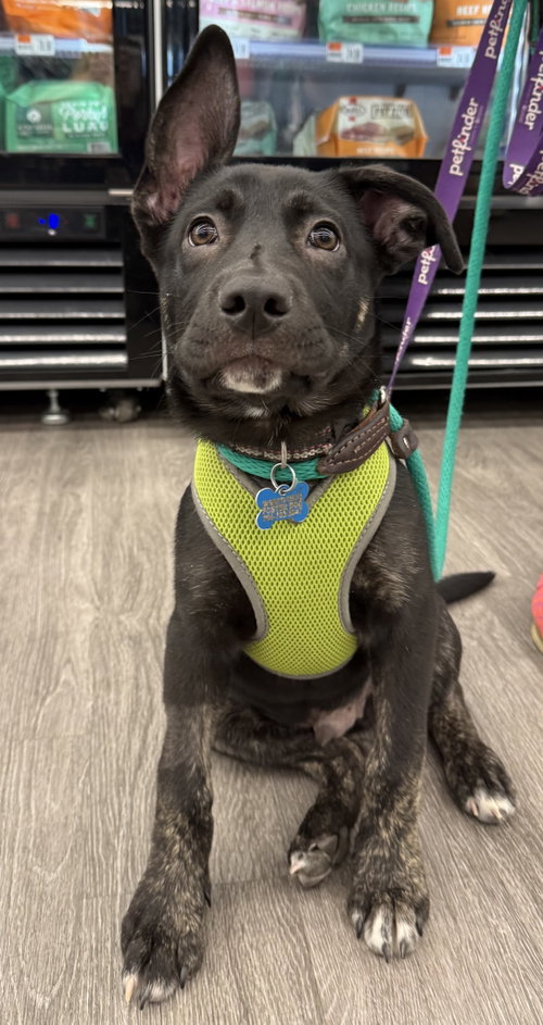 Porterhouse, an adoptable Labrador Retriever in Hillside, IL