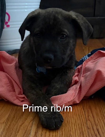 Prime Rib, an adoptable Labrador Retriever in Hillside, IL