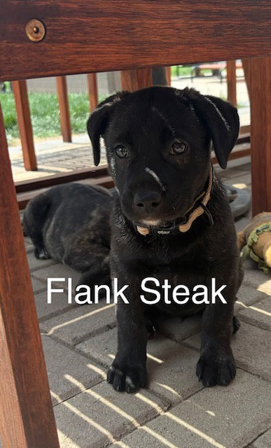 Flank, an adoptable Labrador Retriever in Hillside, IL