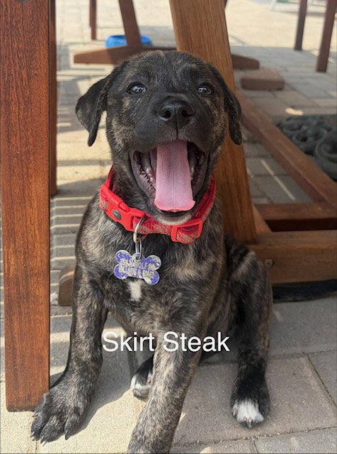 Skirt, an adoptable Labrador Retriever in Hillside, IL