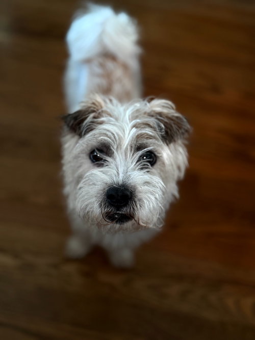 Coco 26, an adoptable Maltese in Hillside, IL