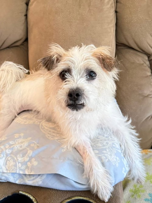 Coco 26, an adoptable Maltese in Hillside, IL