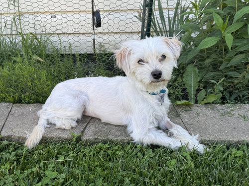 Bonita, an adoptable Maltese in Hillside, IL