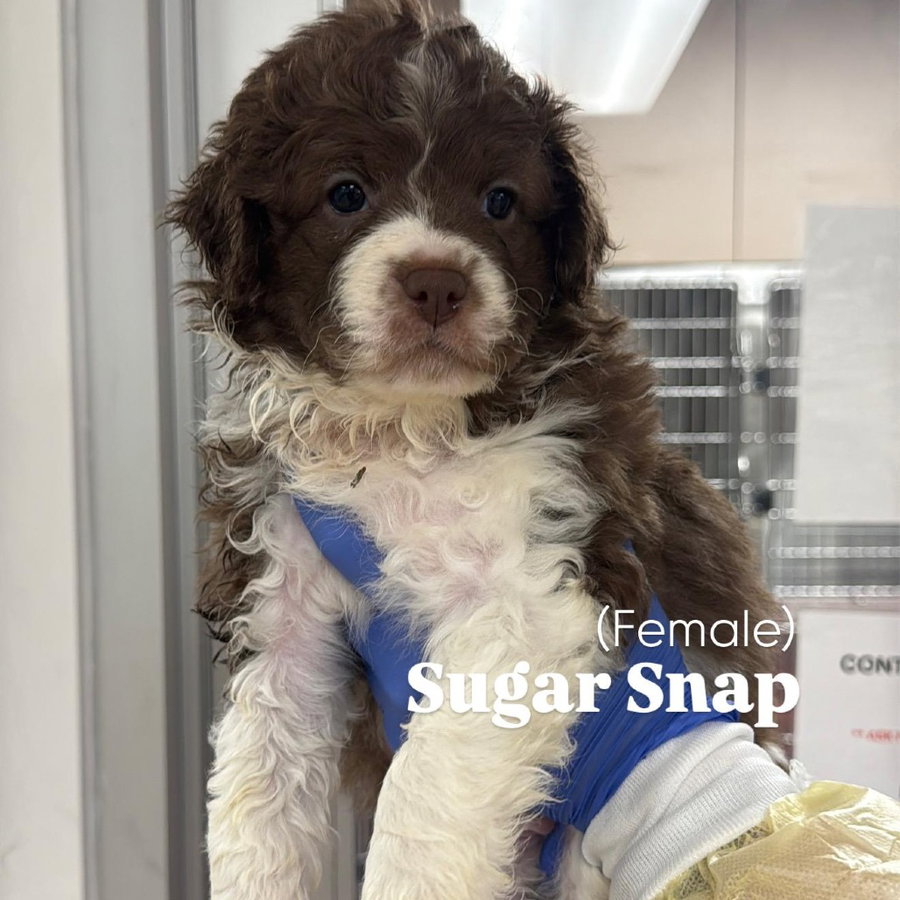 Sugarsnap CA - PENDING