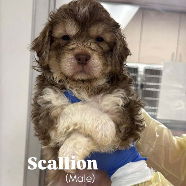 Scallion CA - PENDING