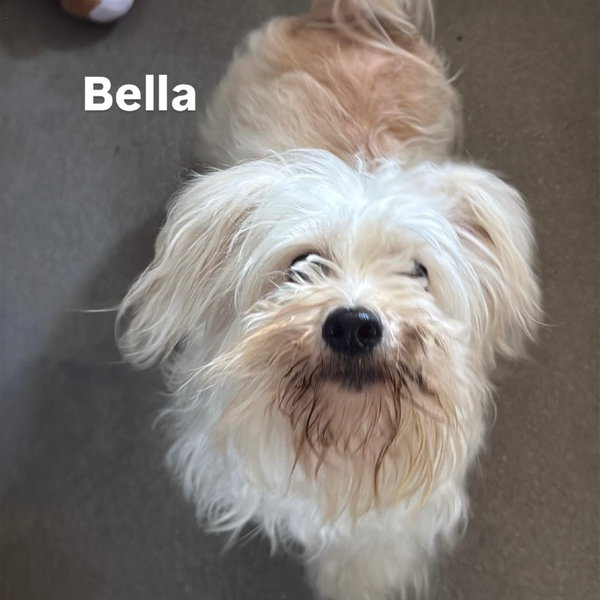Bella CA - PENDING