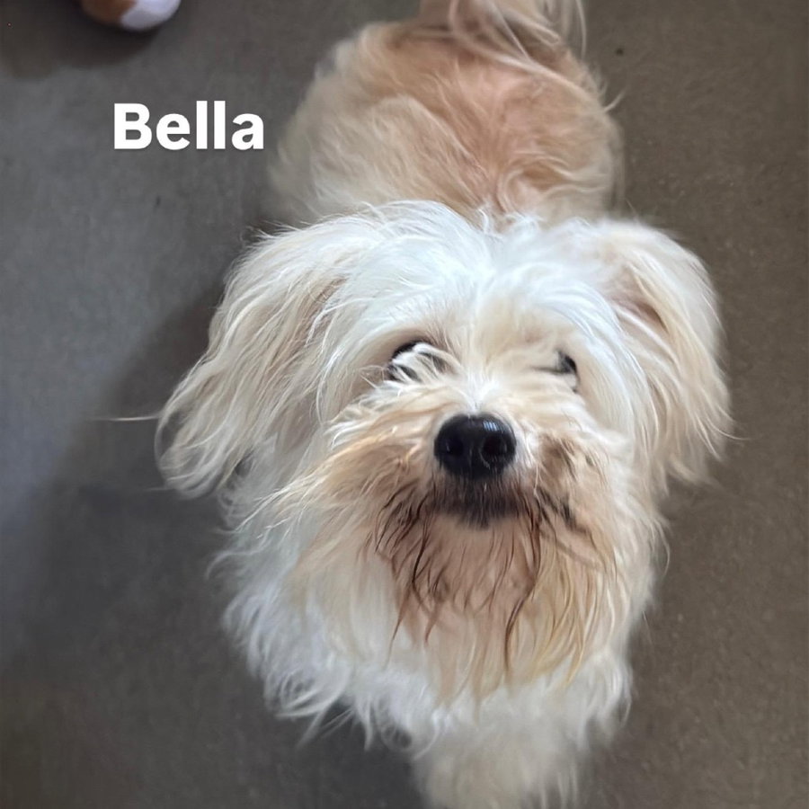 Bella CA - PENDING