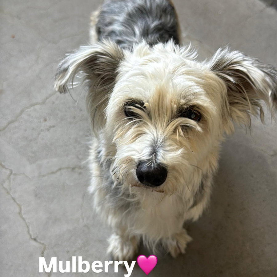 Mulberry CA - PENDING