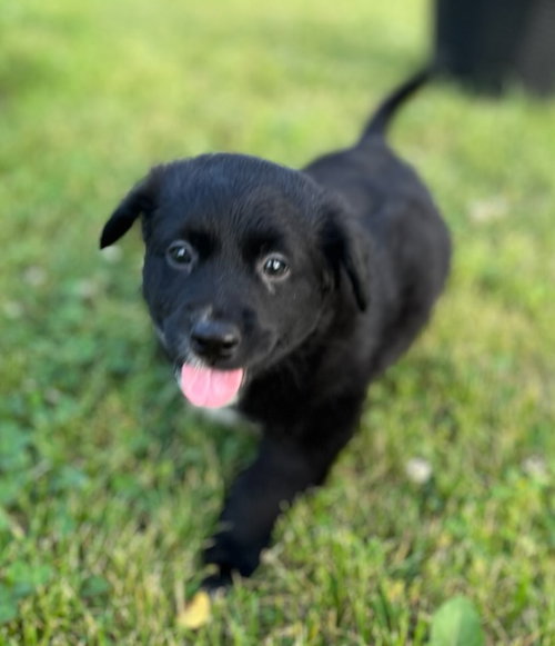 Black Bean