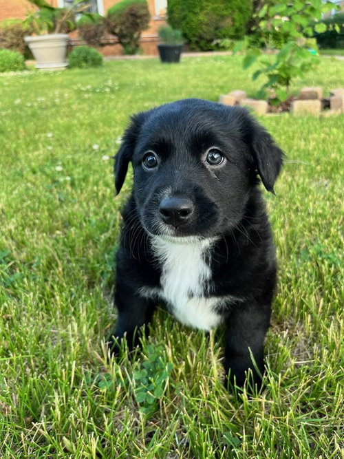Black Bean photo 2