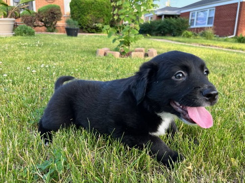 Black Bean photo 3