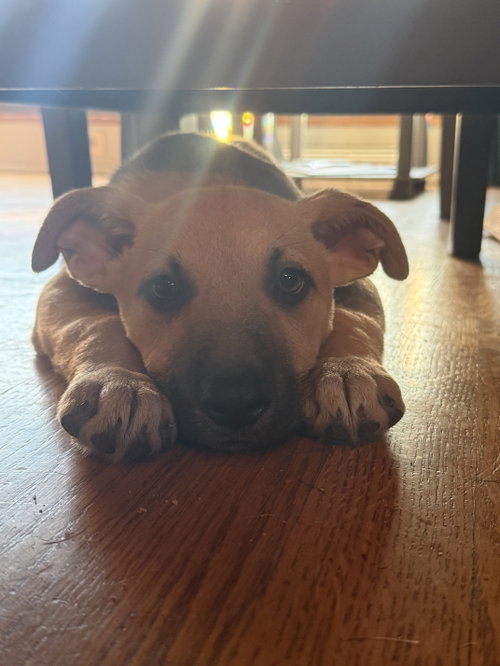 Unagi