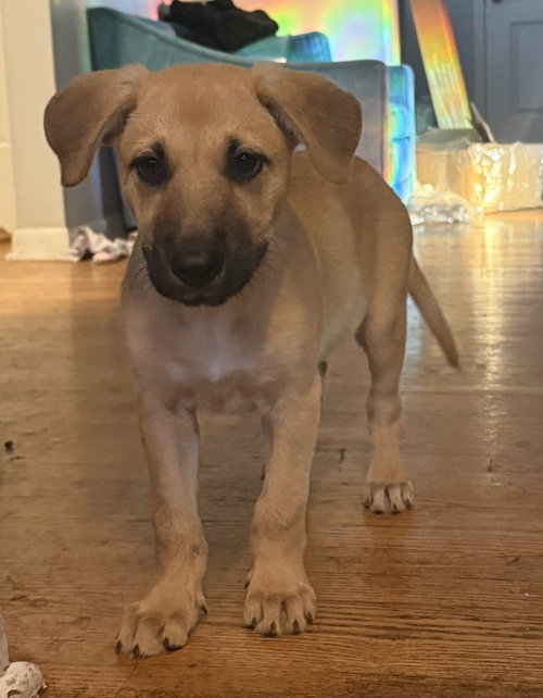 Miso