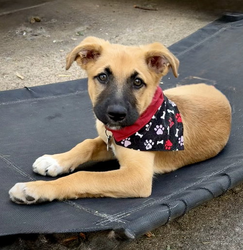 Sashimi, an adoptable Shepherd in Hillside, IL