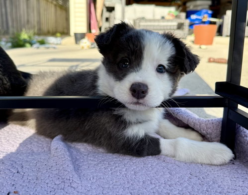 Gauguin (E5) photo 2