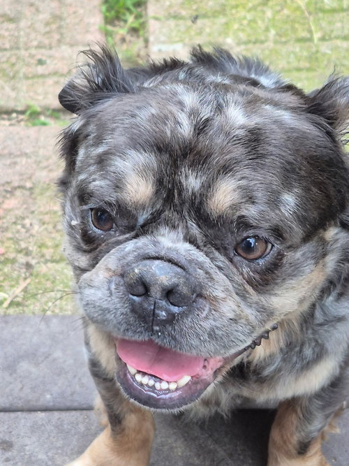 Lee HS, an adoptable French Bulldog in Hillside, IL
