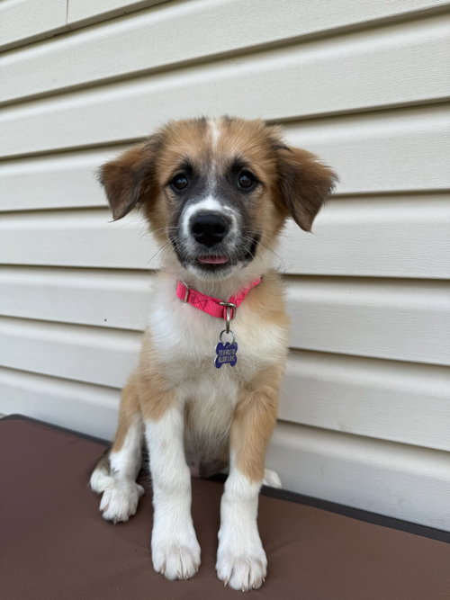Janie