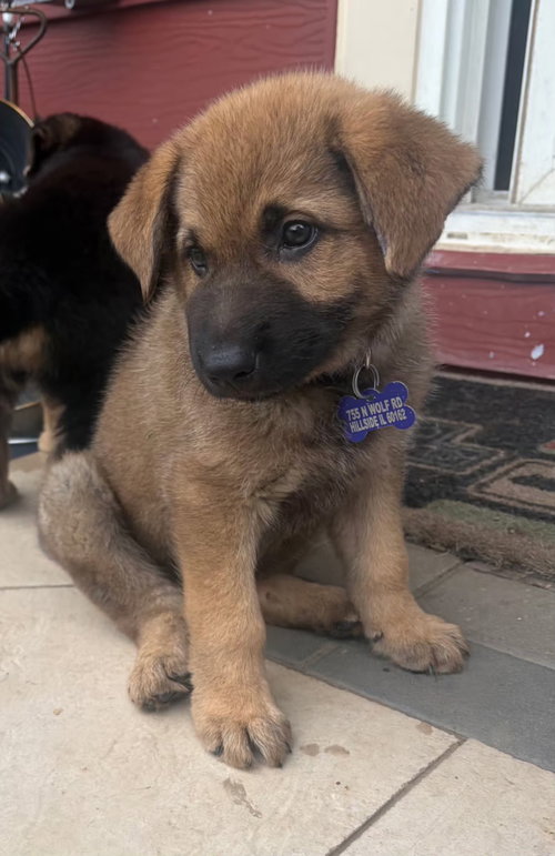 Hansel, an adoptable German Shepherd Dog in Hillside, IL