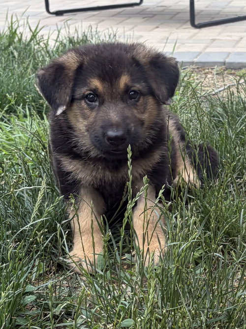 Gretel - PENDING, an adoptable German Shepherd Dog in Hillside, IL