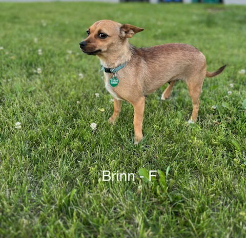 Brinn Ca photo 4