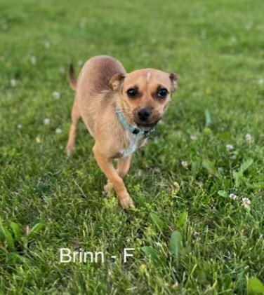 Brinn Ca photo 5