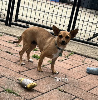 Brinn CA, an adoptable Chihuahua in Hillside, IL