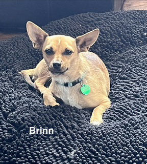 Brinn Ca photo 2