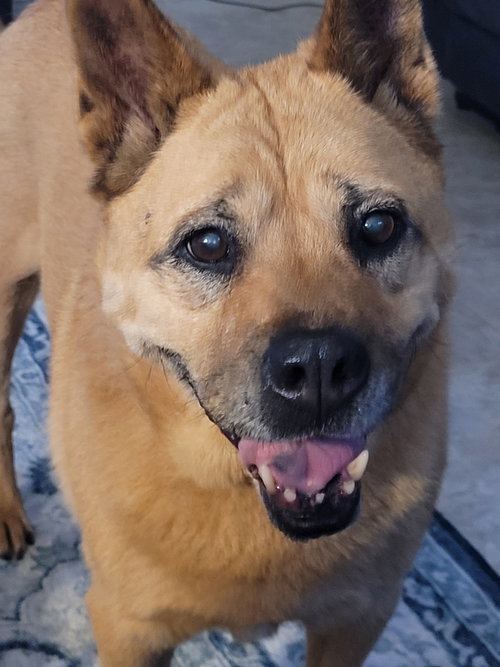 Snuggles, an adoptable Chow Chow in Hillside, IL