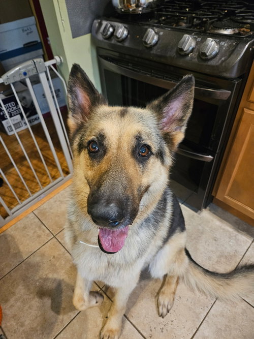 Bruno, an adoptable German Shepherd Dog in Hillside, IL