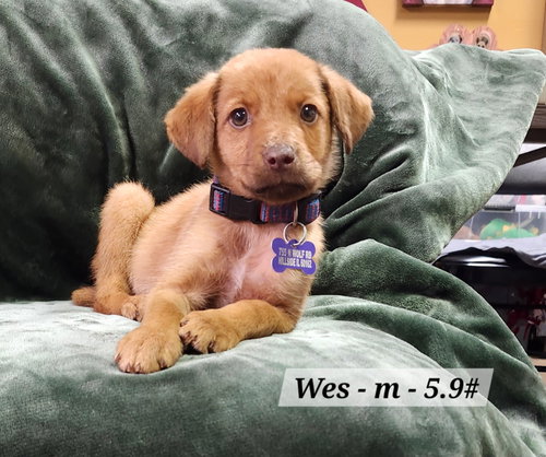 Wes, an adoptable Unknown breed in Hillside, IL