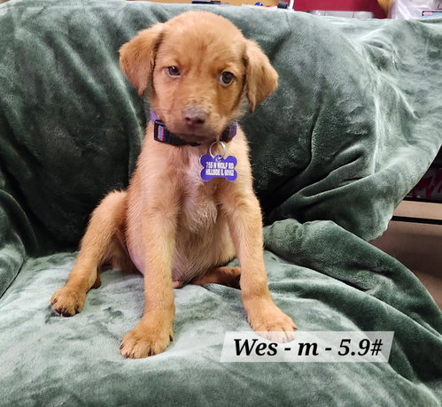 Wes photo 4