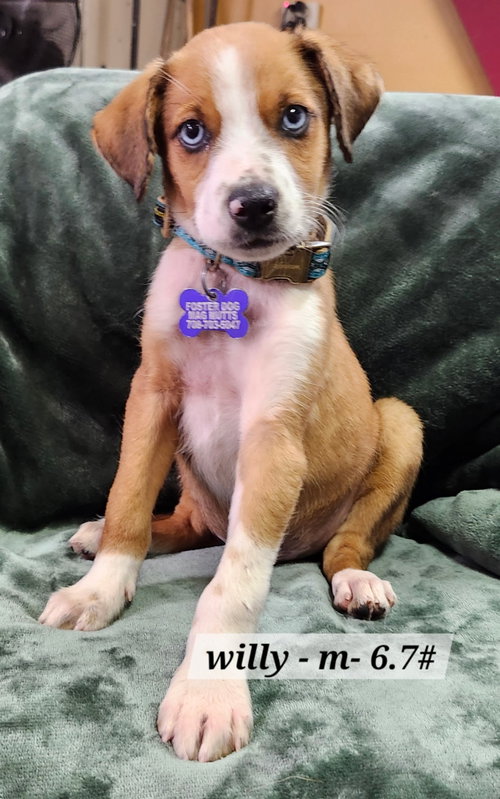 Willy, an adoptable Unknown breed in Hillside, IL