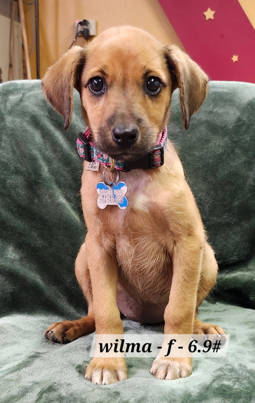 Wilma, an adoptable Unknown breed in Hillside, IL