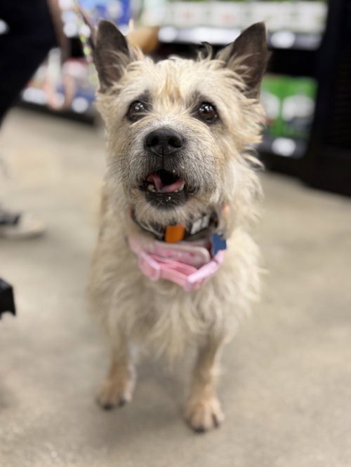 picture of the dog needing adoption