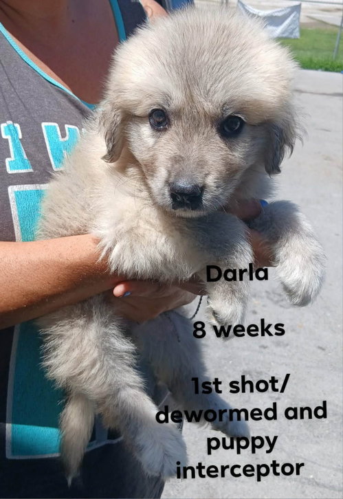 Darla photo 3