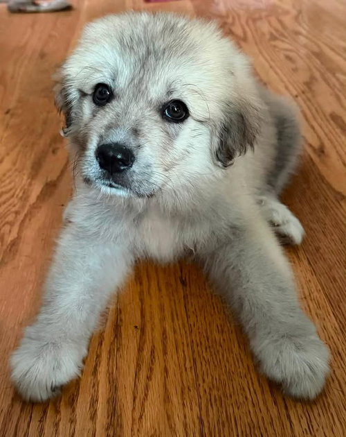 Darla