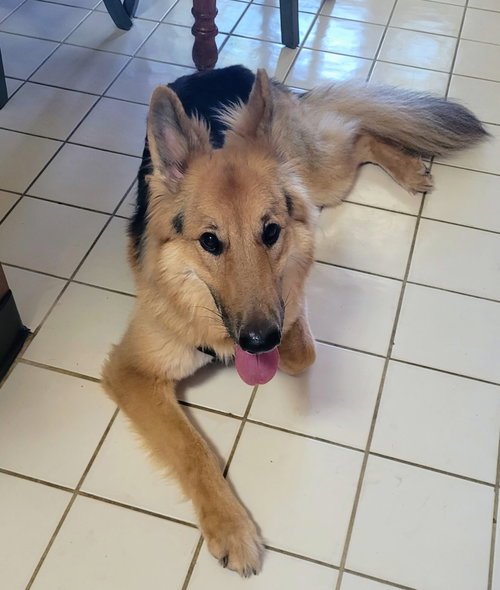 Lassie photo 7