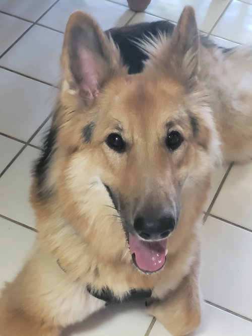 Lassie photo 6