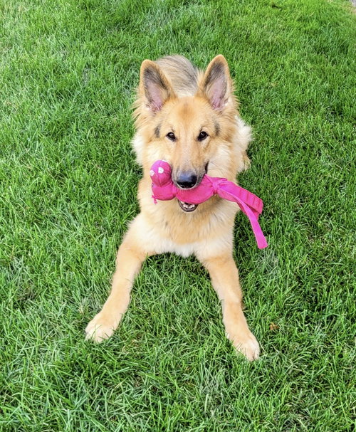 Lassie photo 2
