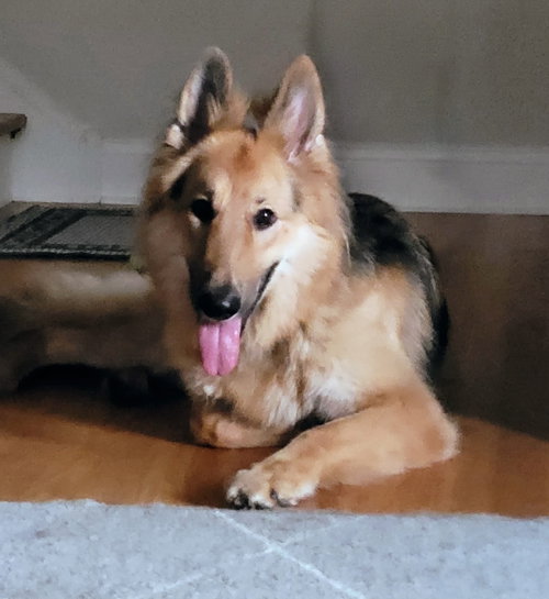 Lassie photo 3