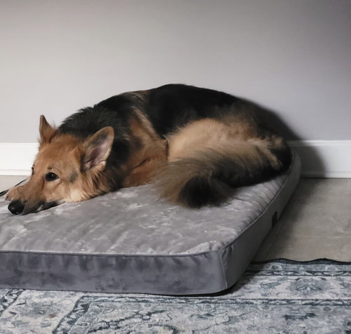Lassie photo 4