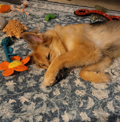 Lassie photo 5