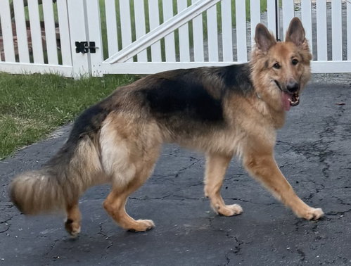 picture of the dog needing adoption